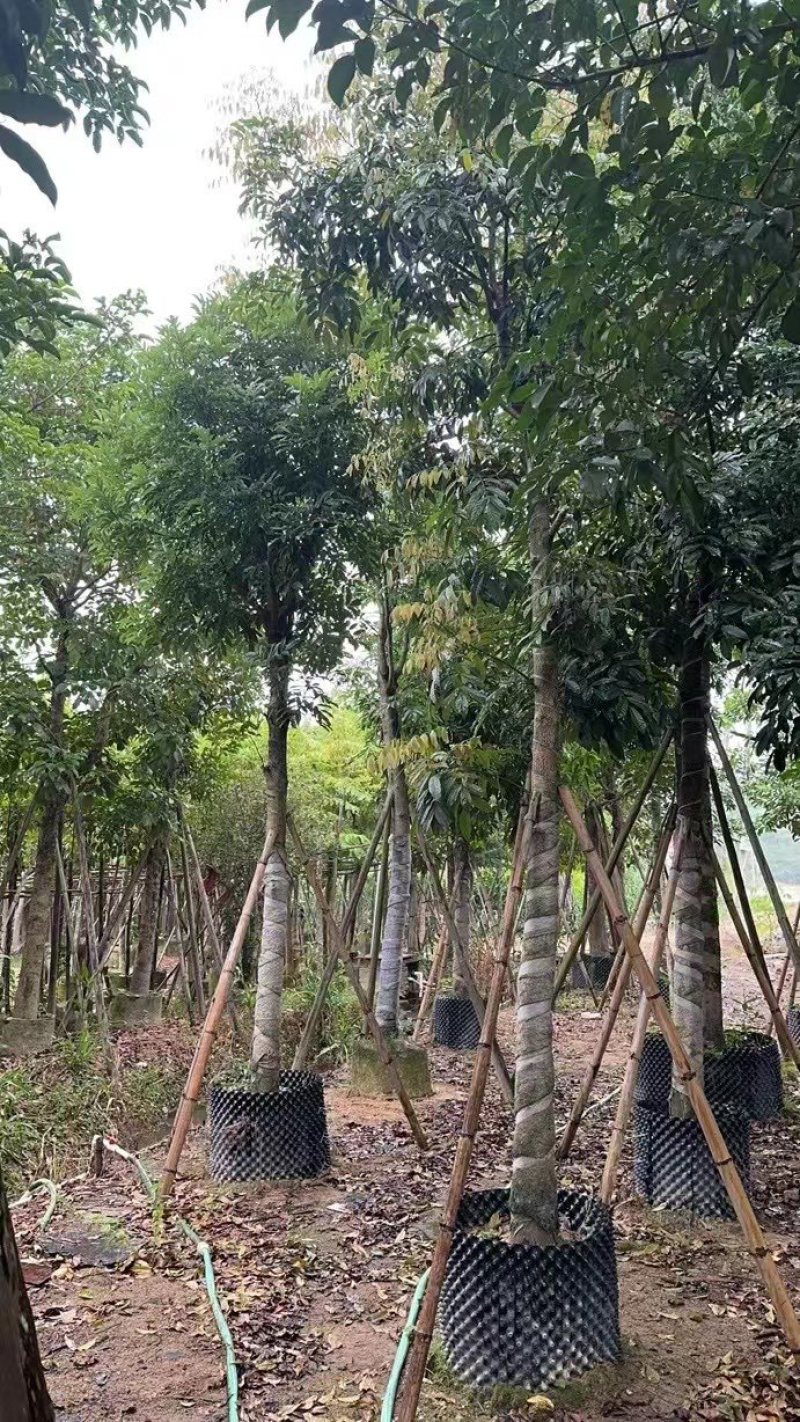 海南红豆，2公分~15公分，各种规格齐全，支持视频看货