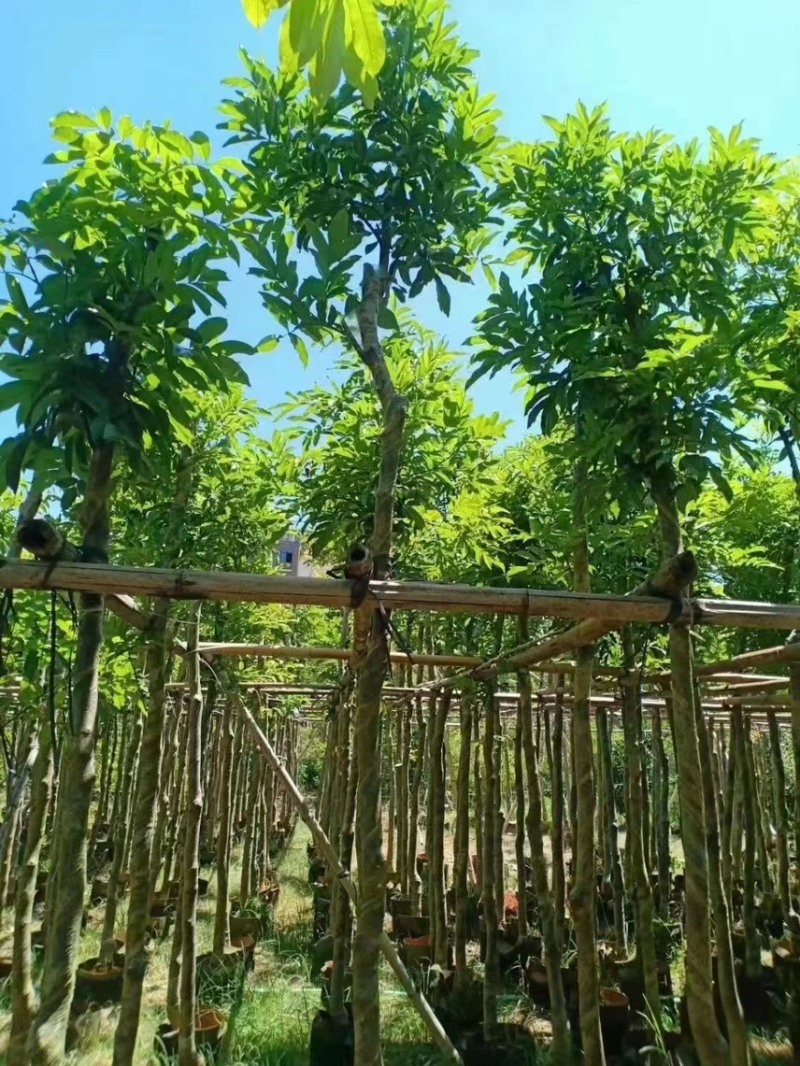 海南红豆，2公分~15公分，各种规格齐全，支持视频看货