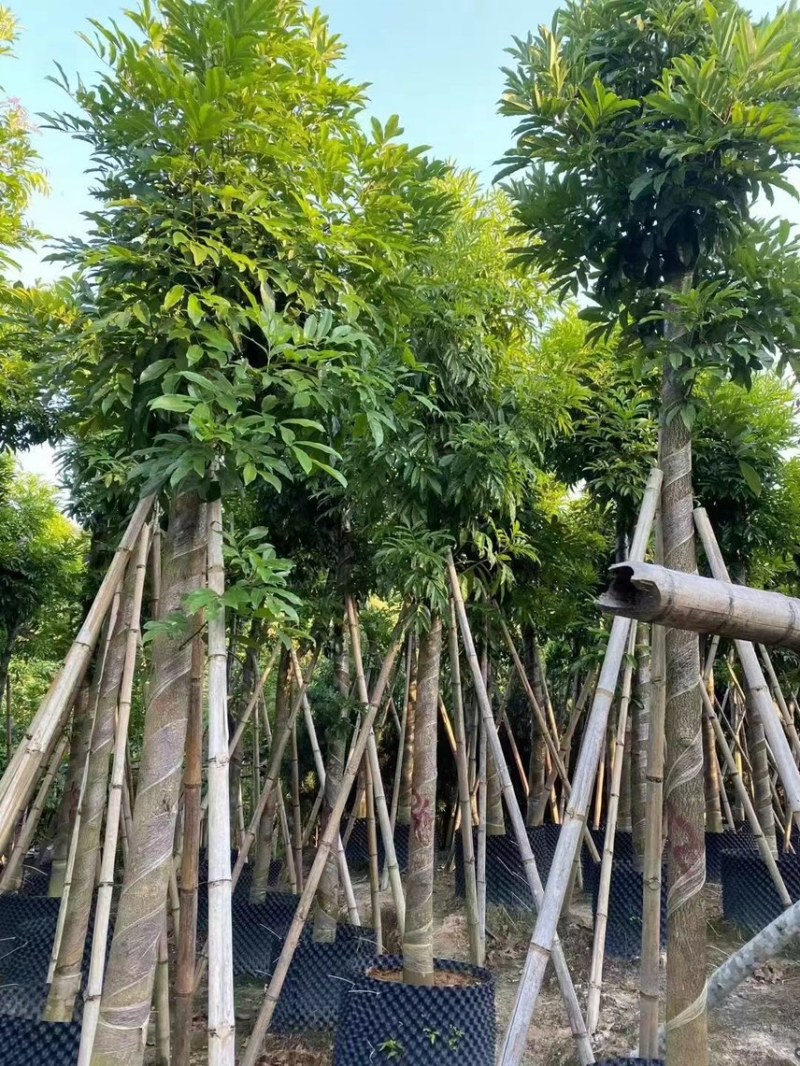 海南红豆，2公分~15公分，各种规格齐全，支持视频看货