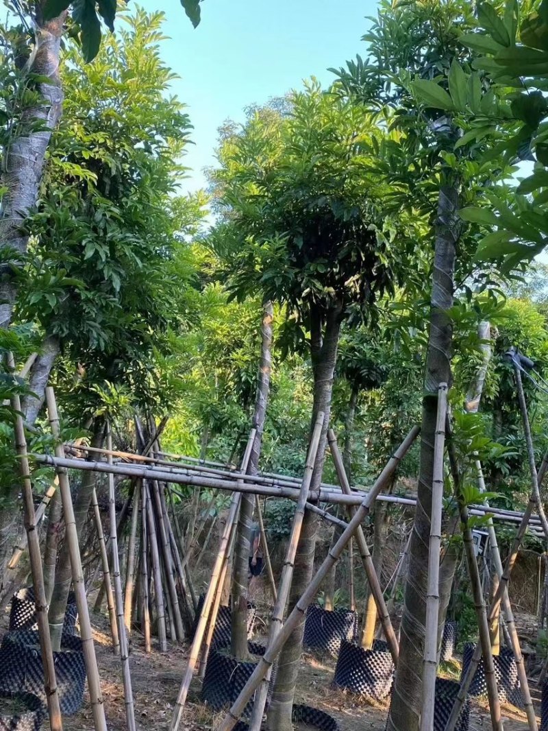 海南红豆，2公分~15公分，各种规格齐全，支持视频看货