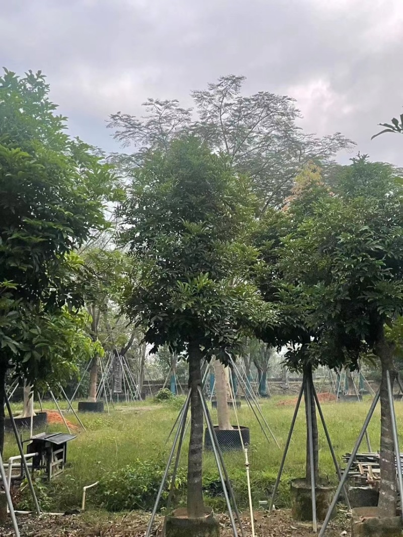 海南红豆，2公分~15公分，各种规格齐全，支持视频看货