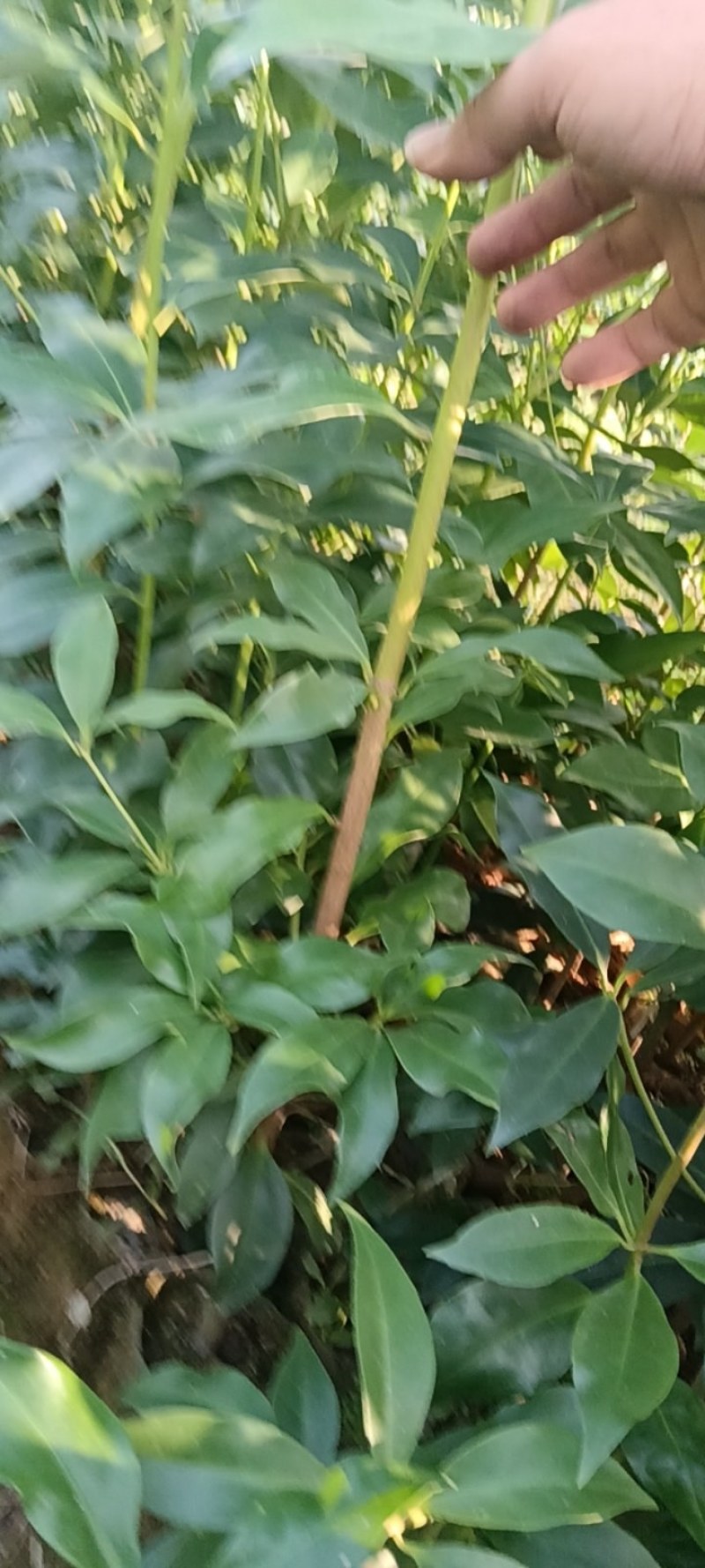 八角苗大红八角苗直生苗嫁接苗广西发货