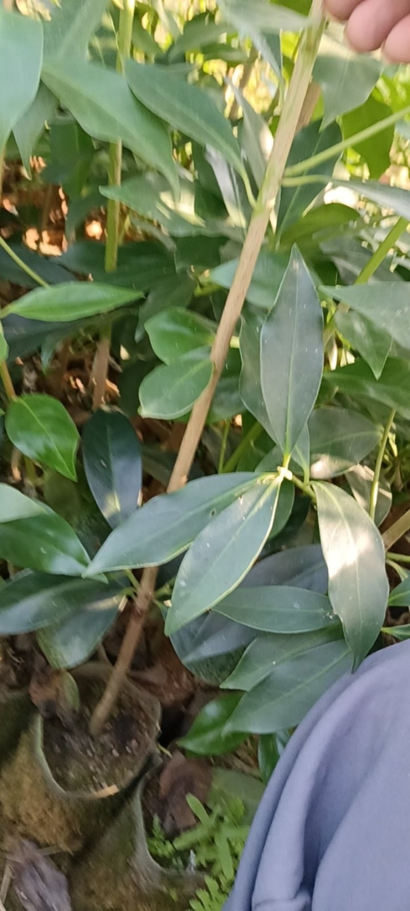 八角苗大红八角苗直生苗嫁接苗广西发货