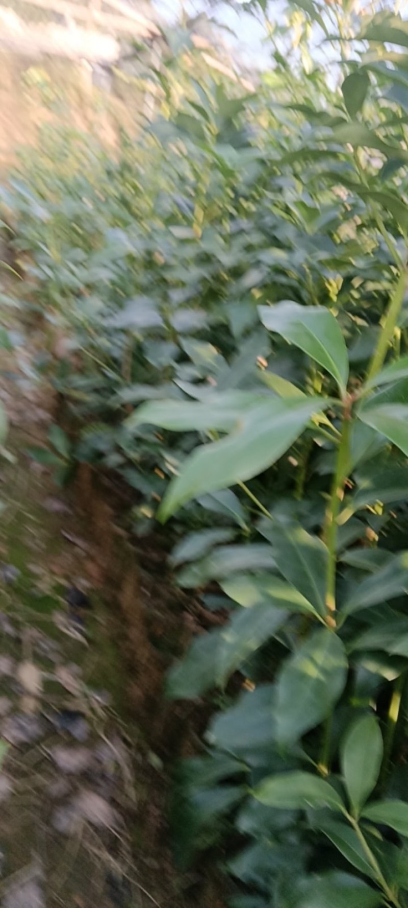 八角苗大红八角苗直生苗嫁接苗广西发货