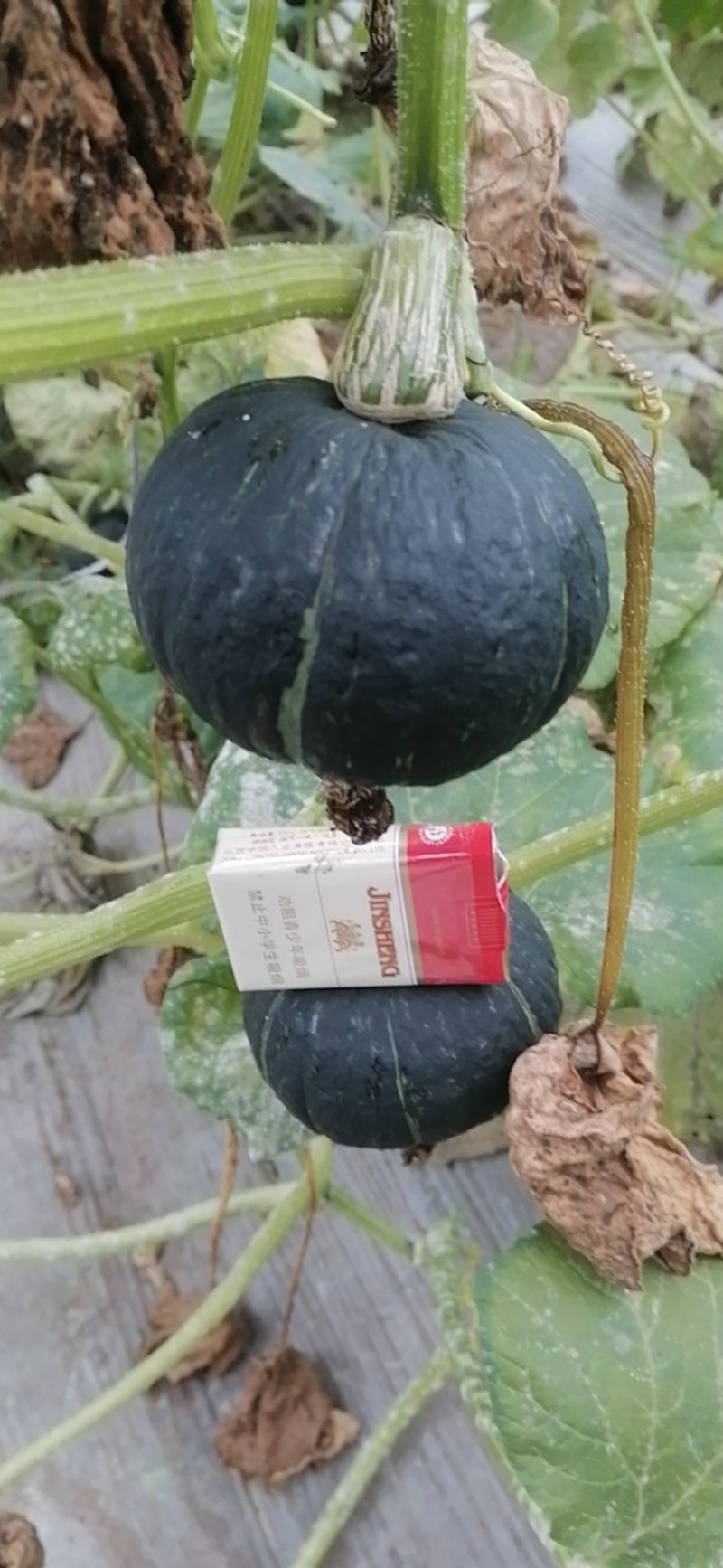 精品贝贝南瓜大棚吊瓜产地直发