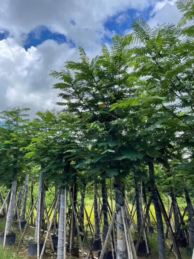 南洋楹，各种规格齐全，大量出售，支持视频看货