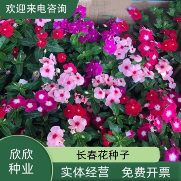 长春花种子天天开花期长多年生花海庭院室内阳台盆栽花卉花草