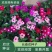 长春花种子天天开花期长多年生花海庭院室内阳台盆栽花卉花草