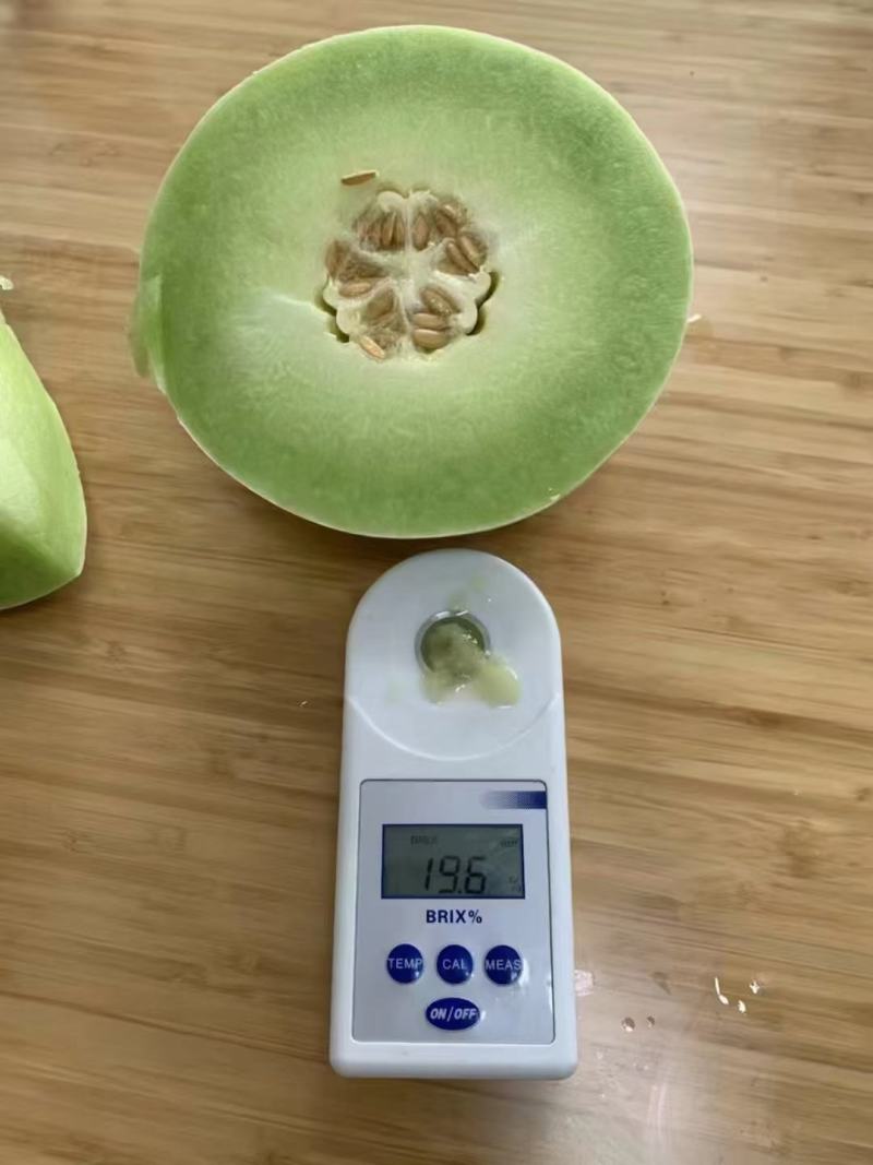农友玉姑甜瓜种子绿肉含糖量高易管理抗病原包装进口品种