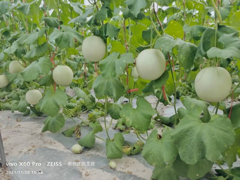 农友玉姑甜瓜种子绿肉含糖量高易管理抗病原包装进口品种