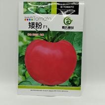 （推荐）粉果番茄种子矮粉有限生长型品质优易管理