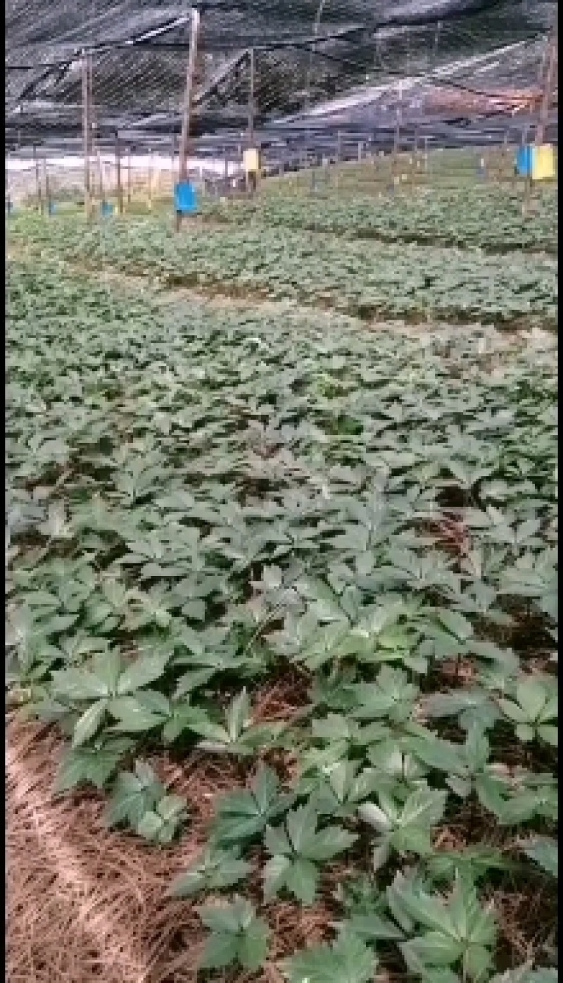 文山三七种苗现挖现卖保证成活率