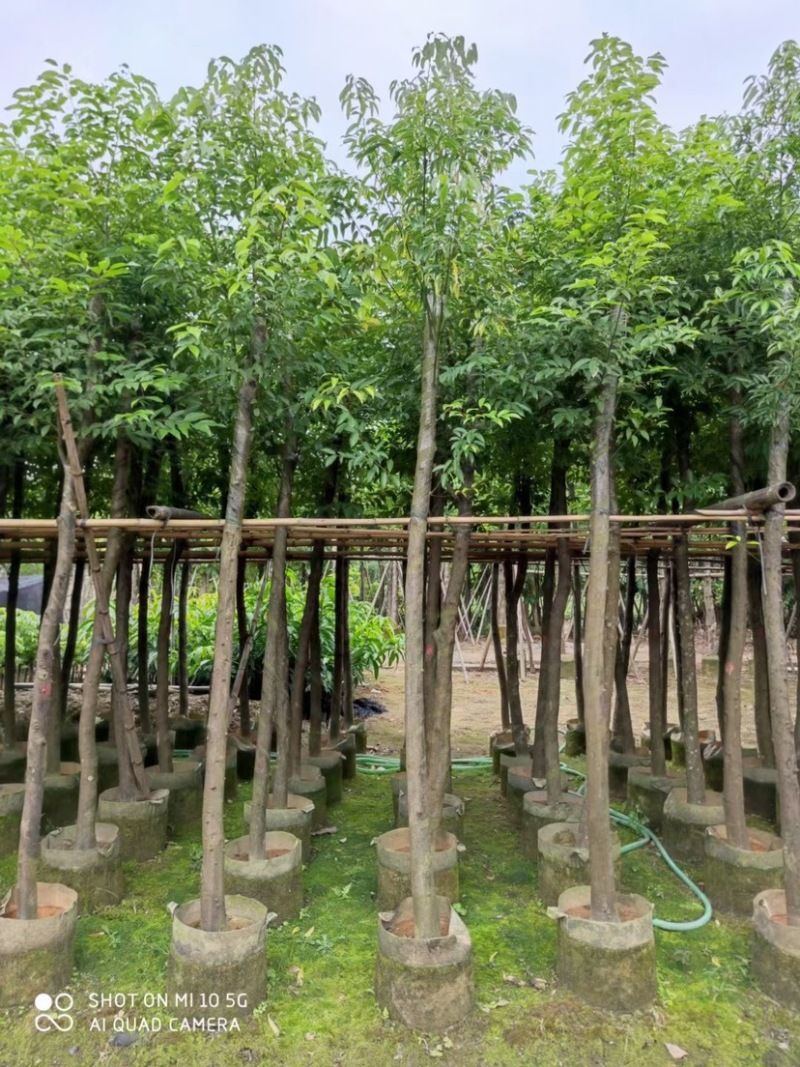 天竺桂，别名阴香6-12公分各种规格齐全，有需要来电咨询