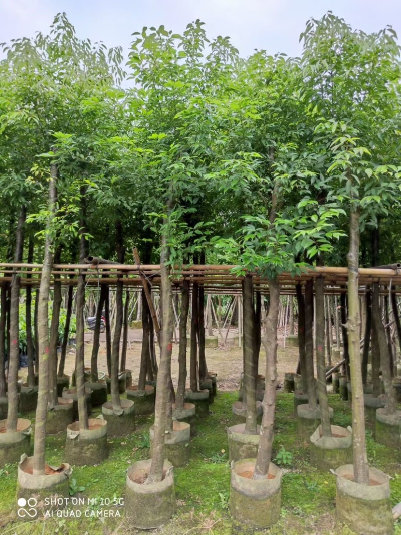 天竺桂，别名阴香6-12公分各种规格齐全，有需要来电咨询