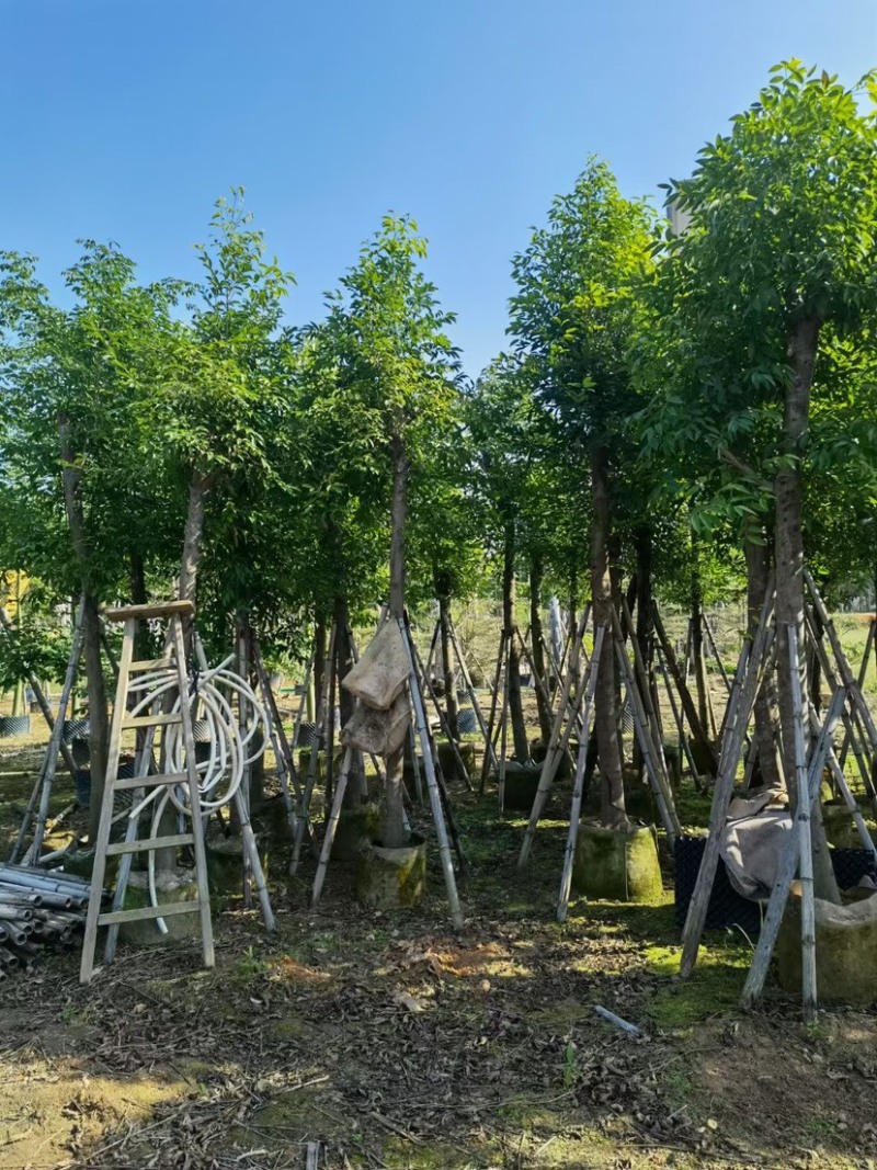 天竺桂，别名阴香6-12公分各种规格齐全，有需要来电咨询