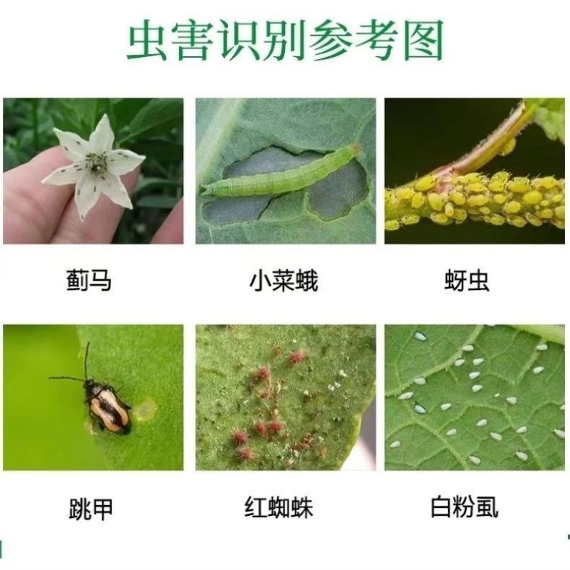 汤普森甲肖60%呋虫哒螨灵大白菜黄条跳甲蚜虫木虱蓟马杀虫