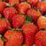 【优选】甜宝草莓大量上市产地直发。欢迎咨询