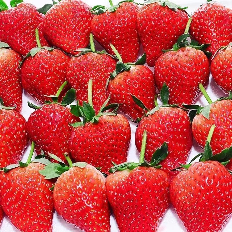 【优选】甜宝草莓大量上市产地直发。欢迎咨询