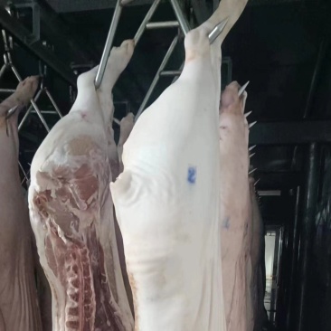 肥猪白条，能用的来聊，质量杠杠的，捡漏的抓紧抢购手慢无货