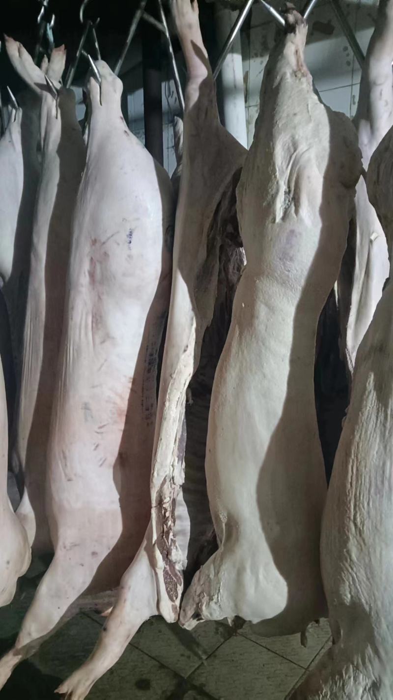 肥猪白条，能用的来聊，质量杠杠的，捡漏的抓紧抢购手慢无货