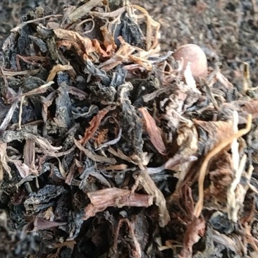 【泡菜】干酸菜，梅干菜。切断酸菜干。农户自制土特产。