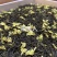 黑美人茉莉花茶广西横州中华茉莉花园浓香型花茶