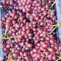 龙口大棚红宝石葡萄成熟，货源充足，产地直供，欢迎合作