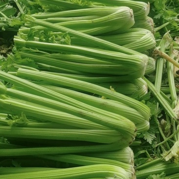西芹多多精品西芹产地直供毛菜净菜商超食堂餐饮批发量大从