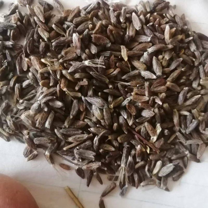 河南新苍术种籽