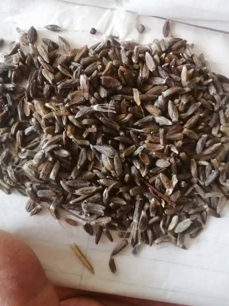 河南新苍术种籽