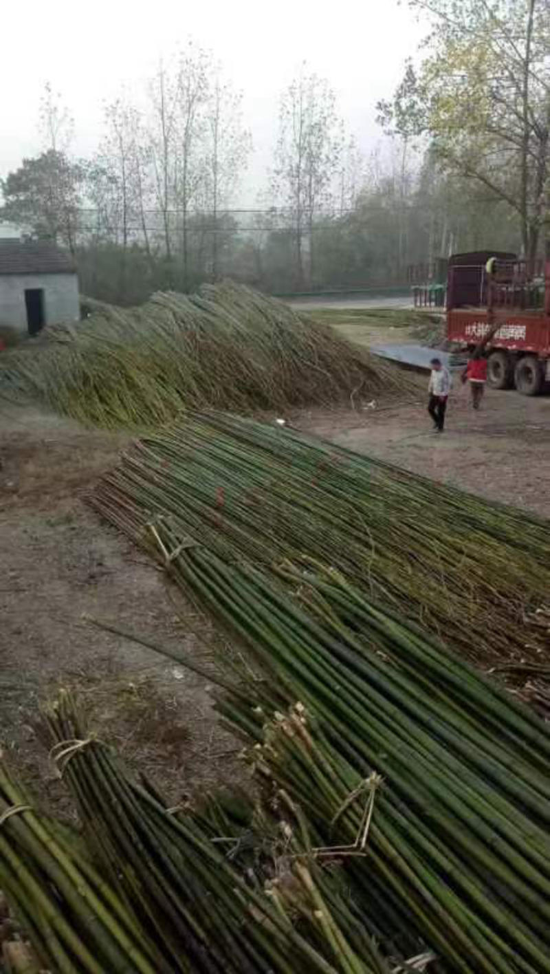 【精品】竹子大小规格都有有需要的老板进行联系原产地发货