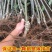 红富士苹果树苗黑钻冰糖心嘎啦奶油南北方种植现挖现发