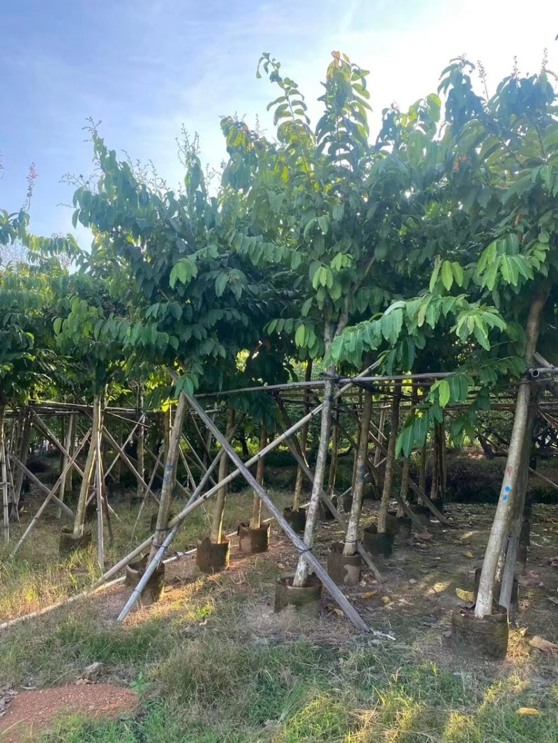 大叶紫薇，各种规格齐全，大量出售，支持视频看货