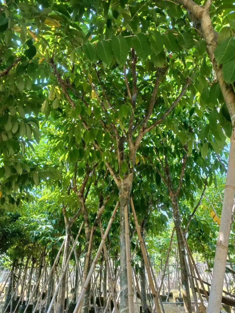 大叶紫薇，各种规格齐全，大量出售，支持视频看货