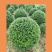龟甲冬青球