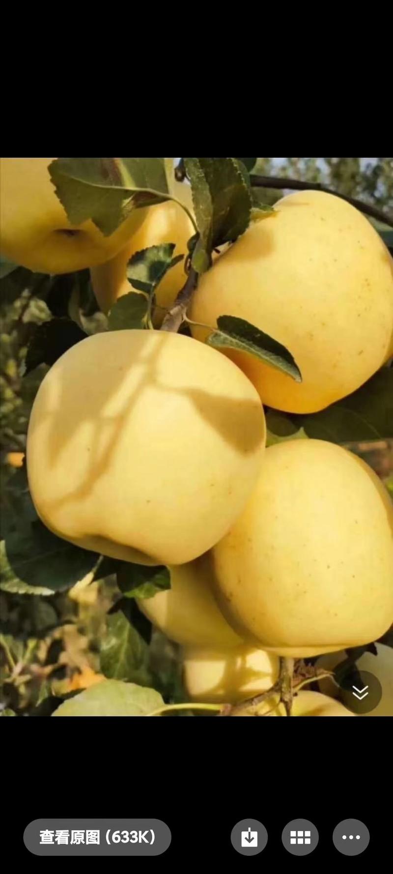 苹果苗维纳斯黄金苹果水蜜桃苹果蜜脆苹果苗烟富系