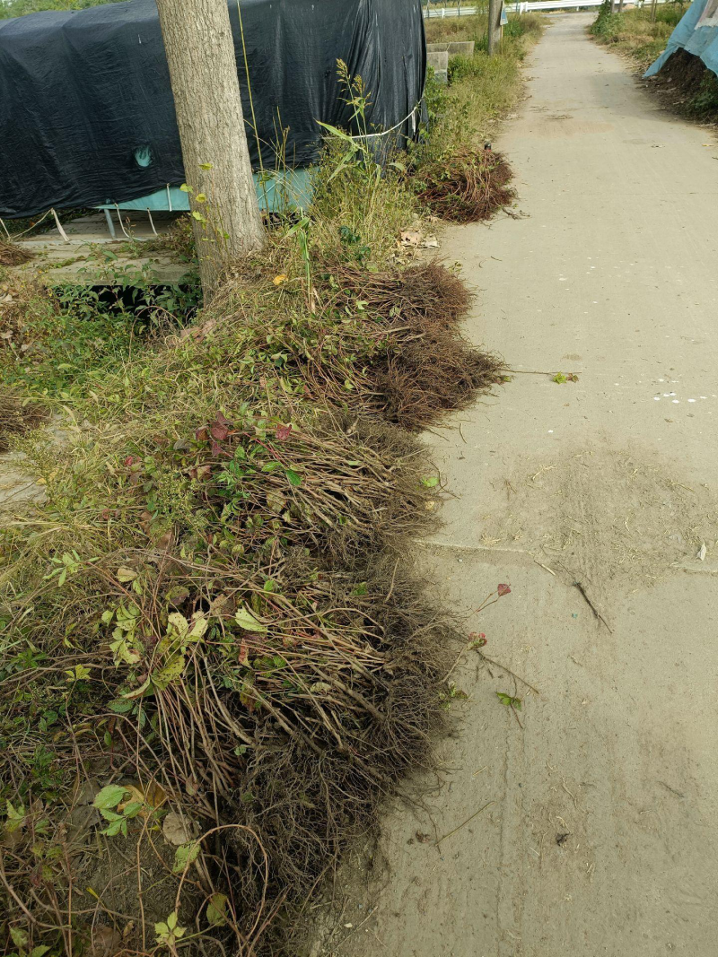 爬山虎五叶地锦带泥浆杯苗量大30公分-50公分