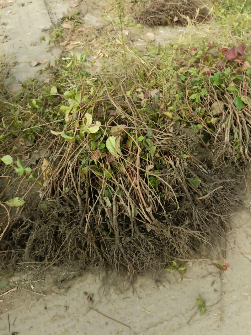 爬山虎五叶地锦带泥浆杯苗量大30公分-50公分
