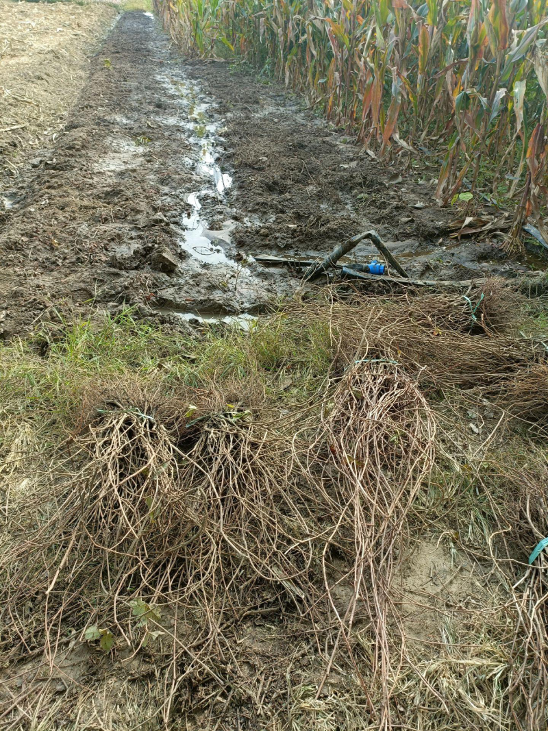 爬山虎五叶地锦带泥浆杯苗量大30公分-50公分
