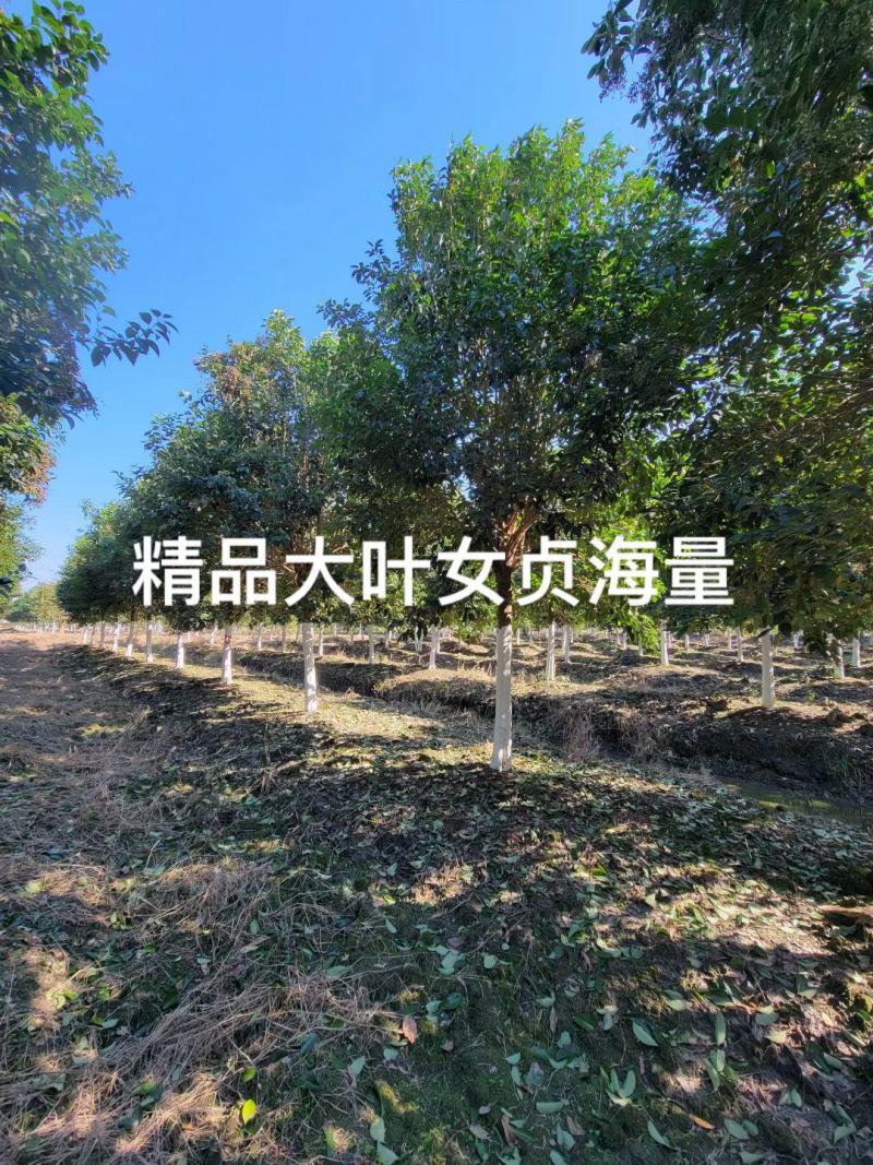 女贞大叶女贞精品女贞2-15公分现货低价