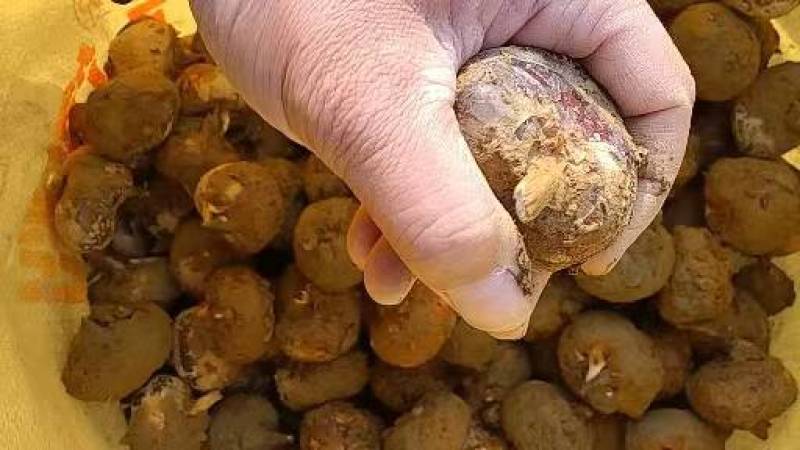 马蹄广西贺州马蹄，甜度够，口感化渣颜色好