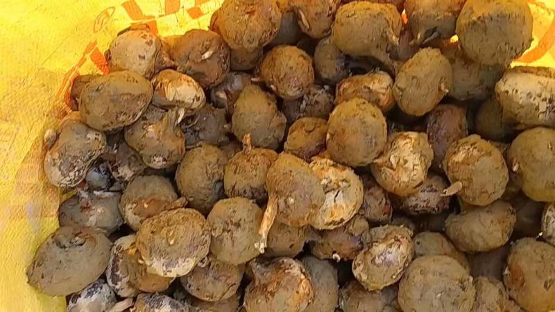 马蹄广西贺州马蹄，甜度够，口感化渣颜色好