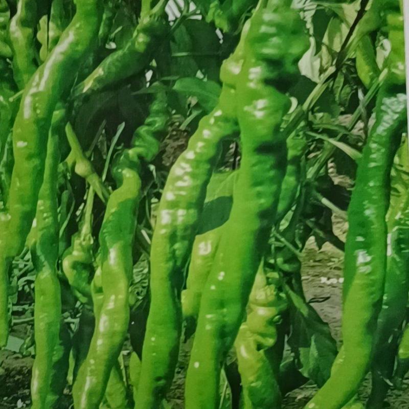 螺丝椒苗，果型大，瓜条顺直，产量高，抗病能力强。