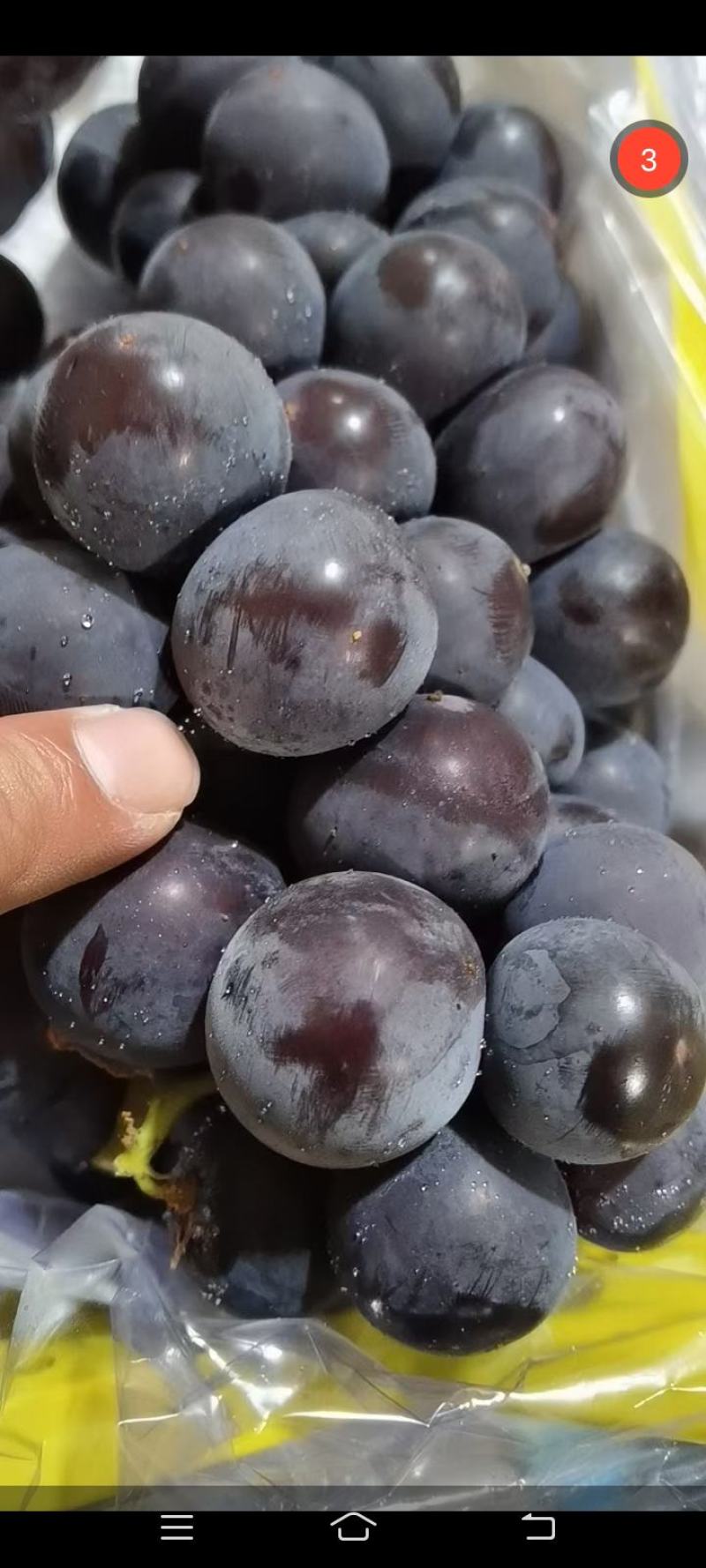 巨峰葡萄