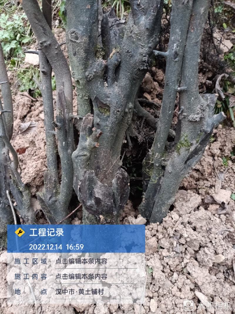下山桩金蛋子