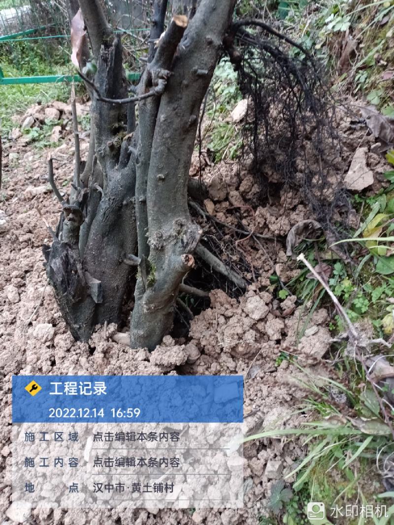 下山桩金蛋子