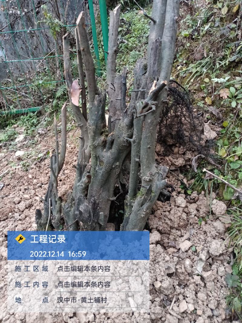 下山桩金蛋子