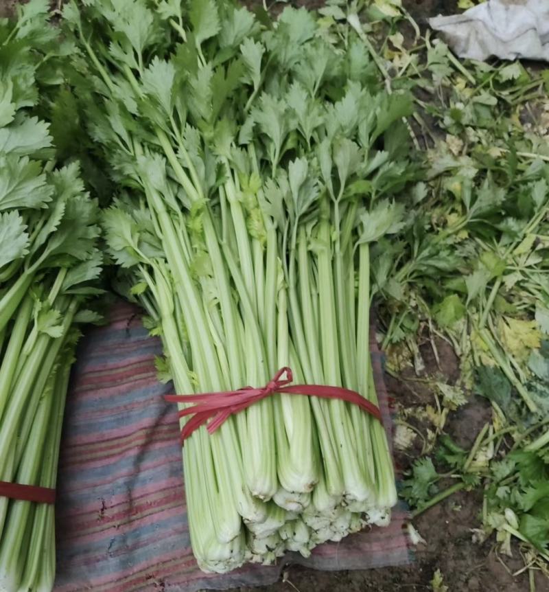 山东高青-精品法国皇后西芹芹菜-物流全国。可以视频看货