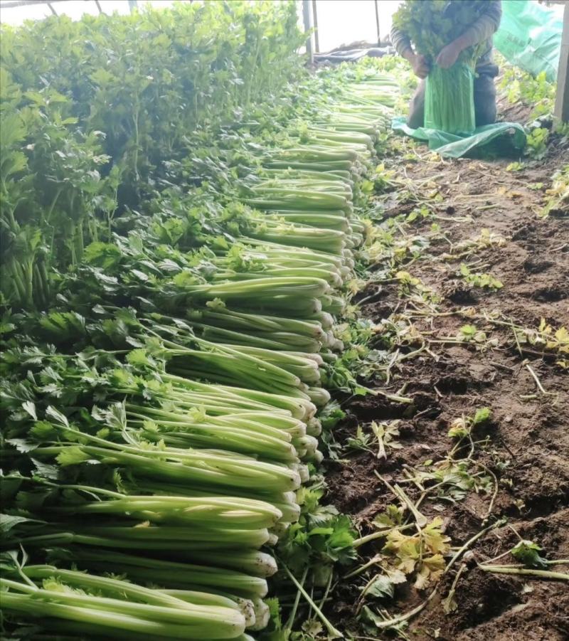 山东高青-精品法国皇后西芹芹菜-物流全国。可以视频看货