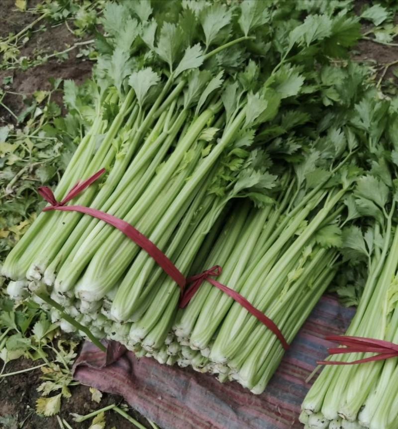 山东高青-精品法国皇后西芹芹菜-物流全国。可以视频看货